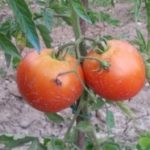 Profile photo of Rafa Aldabe