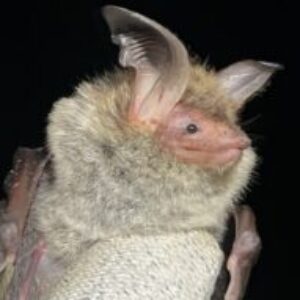 Profile photo of Ion Fontenla Sukia